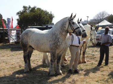 Walkerville Show